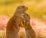 Black-tailed Prairie Dogs - Wichita Mountains Wildlife Refuge, Oklahoma