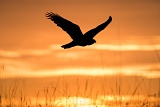 Harris's Hawk - Boulder, Colorado