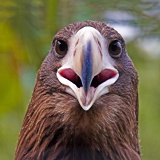 Steller's Sea Eagle - Cincinnati Zoo and Botanical Garden, Ohio