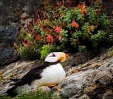 Horned Puffin on rock - Duck Island, Cook Inlet, Alaska