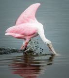 Roseate Spoonbill - Huntington Beach State Park, South Carolina