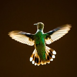 Black-chinned Hummingbird in flight - Sierra Vista, Arizona