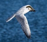 Gyrfalcon flying over lake - Boulder, Colorado