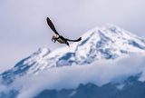 Horned Puffin carrying fish - Redoubt Volcano, Alaska