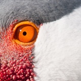 Wattled Crane eye - Franklin Park Zoo, Boston, Massachusetts