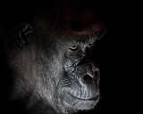 Western Lowland Gorilla - Franklin Park Zoo, Boston, Massachusetts