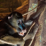 Mandrill - Franklin Park Zoo, Boston, Massachusetts