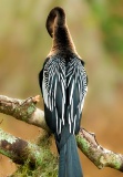 Anhinga grooming - Paynes Prairie Preserve State Park, Florida