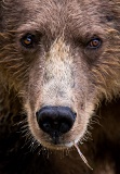 Coastal Brown Bear - Lake Clark National Park, Alaska