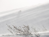 Ground blizzard - Atigun Pass, Alaska