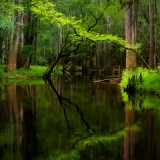 Cedar Creek - Congaree National Park, South Carolina