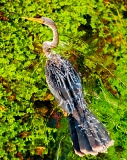 Swimming Anhinga - Everglades National Park, Florida