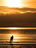 Bald Eagle at sunrise - Cook Inlet, Lake Clark National Park, Alaska