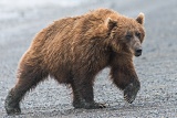 Coastal brown bear on beach - Lake Clark National Park, Alaska