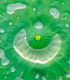 Water drops on American Lotus leaf - Lake Lochloosa, Florida