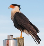 Northern Crested Caracara - Kissimmee Prairie Preserve State Park, Florida