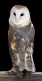 Barn Owl in window - Fort Collins, Colorado