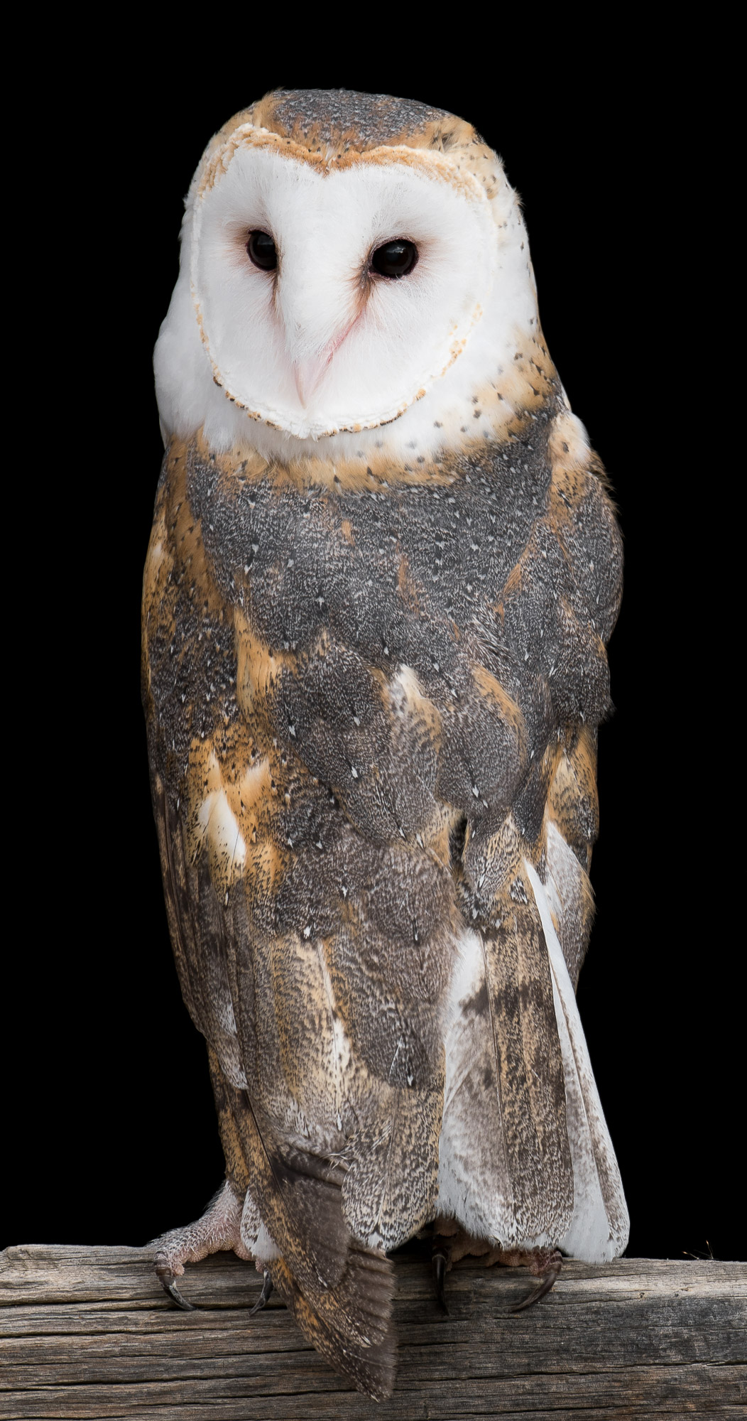 Barn Owl in window - Fort Collins, Colorado