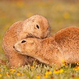 Black-tailed Prairie Dogs - Wichita Mountains Wildlife Refuge, Oklahoma