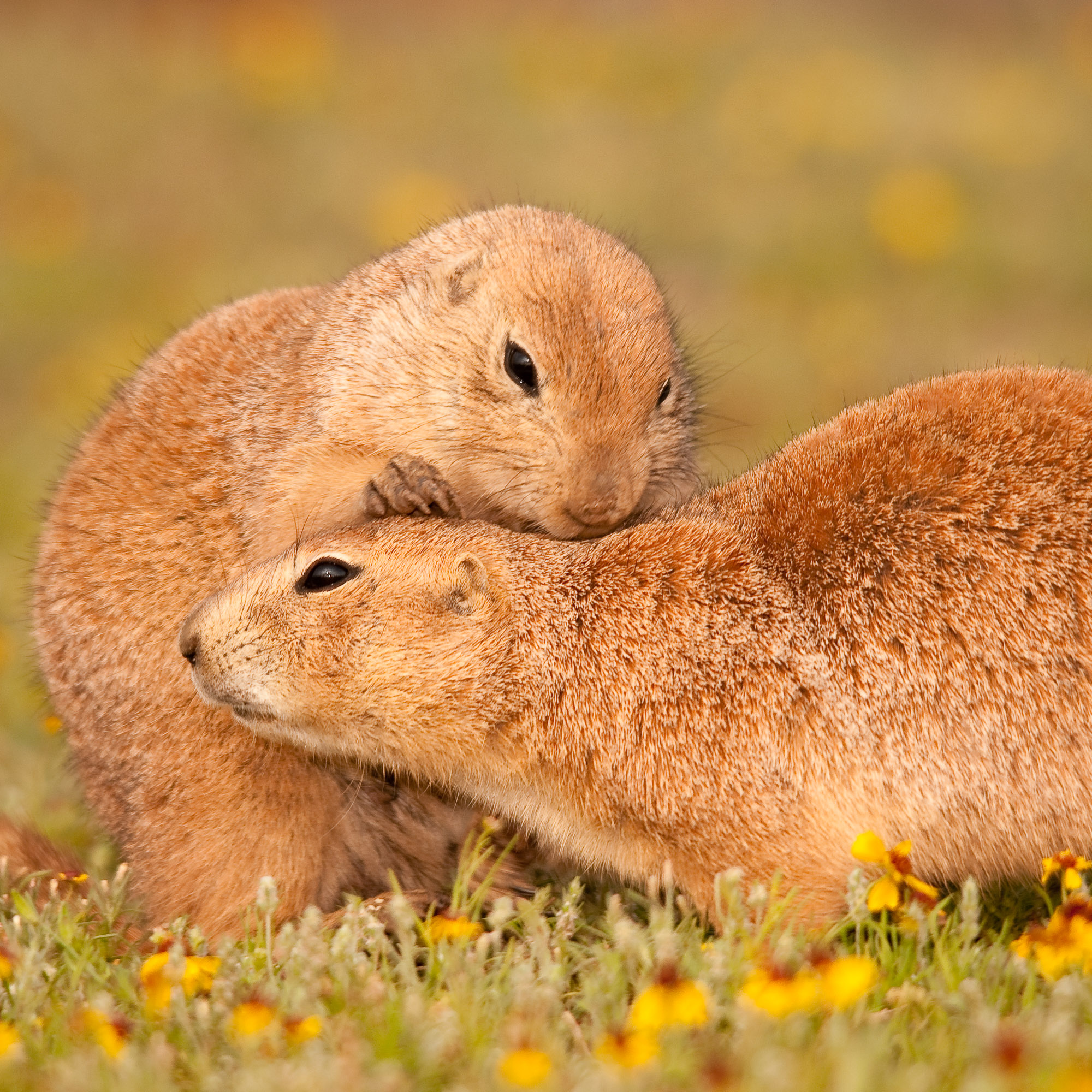 Black-tailed Prairie Dogs - Wichita Mountains Wildlife Refuge, Oklahoma