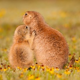 Black-tailed Prairie Dogs - Wichita Mountains Wildlife Refuge, Oklahoma