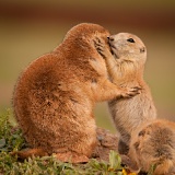 Black-tailed Prairie Dogs - Wichita Mountains Wildlife Refuge, Oklahoma