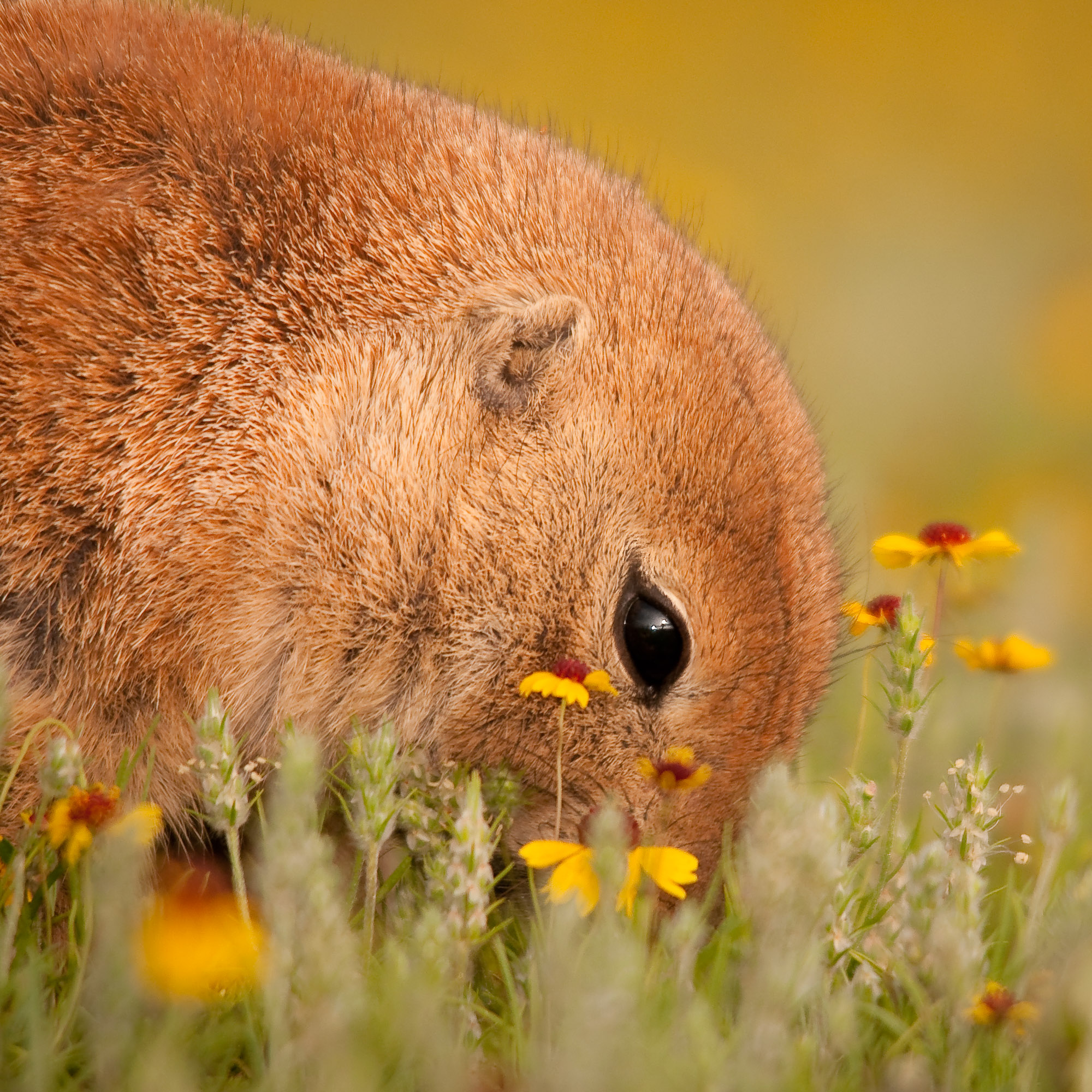 Black-tailed Prairie Dog - Wichita Mountains Wildlife Refuge, Oklahoma