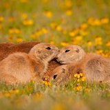 Black-tailed Prairie Dogs - Wichita Mountains Wildlife Refuge, Oklahoma