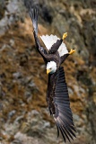 Diving Bald Eagle - Kachemak Bay, Alaska