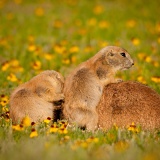 Black-tailed Prairie Dogs - Wichita Mountains Wildlife Refuge, Oklahoma