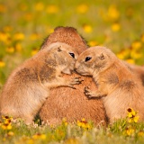 Black-tailed Prairie Dogs - Wichita Mountains Wildlife Refuge, Oklahoma