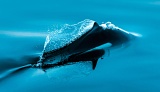 Dall's Porpoise - Stephens Passage, Alaska