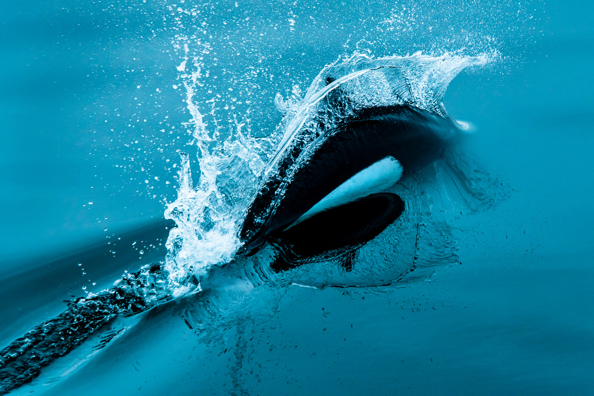 Dall's Porpoise - Stephens Passage, Alaska