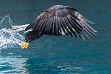 Bald Eagle catching fish - Kachemak Bay, Alaska