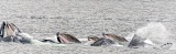 Humpback whales bubble-net feeding - Chatham Strait, Alaska