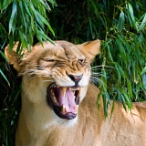 Lion exhibiting a flehmen response - National Zoo, Washington, DC