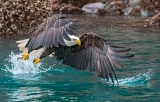Bald Eagle catching fish - Kachemak Bay, Alaska