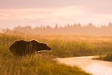 Coastal brown bear in morning light - Lake Clark National Park, Alaska