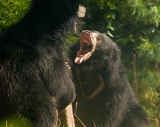 Sloth Bears playing - National Zoo, Washington, DC