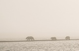 Polar Bear family in fog - Arctic National Wildlife Refuge, Alaska