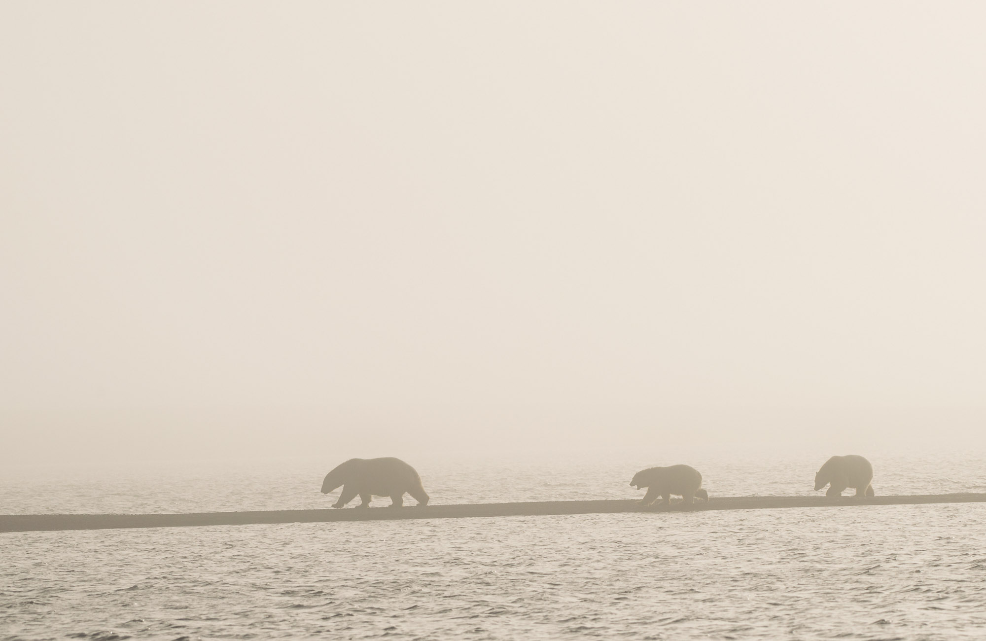 Polar Bear family in fog - Arctic National Wildlife Refuge, Alaska