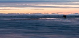 Coastal Brown Bear at sunrise - Cook Inlet, Lake Clark National Park, Alaska