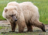 Coastal brown bear drinking water - Lake Clark National Park, Alaska