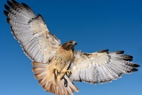 Red-tailed Hawk - Boulder, Colorado