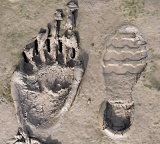 Bear and human tracks in mud - Lake Clark National Park, Alaska