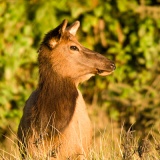 Female Elk at sunset - Humboldt Lagoons State Park, California