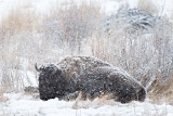 Bison in meadow during snowstorm - Yellowstone National Park, Wyoming
