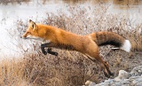 Red Fox leaping across stream - Northern Alaska