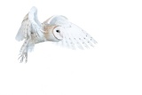 Barn Owl - Boulder, Colorado