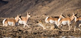 Coyote and Pronghorn - Yellowstone National Park, Wyoming